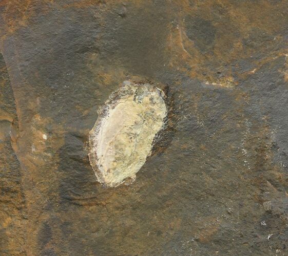 Unidentified Fossil Seed From North Dakota - Paleocene #65832